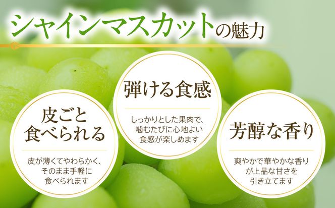 【2026年7月下旬以降発送】いずもぶどう 訳ありシャインマスカット（粒っこ）1kg見当 新鮮 甘い フルーツ 果物 322032_CG004