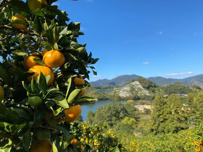 ya̎RLc쒬zSTCY5kg ڗIԗLc݂    CB019