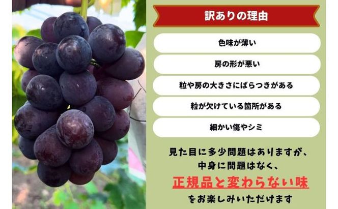 訳あり ニューピオーネ 2～3房 合計1.4kg以上 産地直送 朝採れ ぶどう 葡萄 岡山 Kawahara Green Farm 岡山県産 2026年 