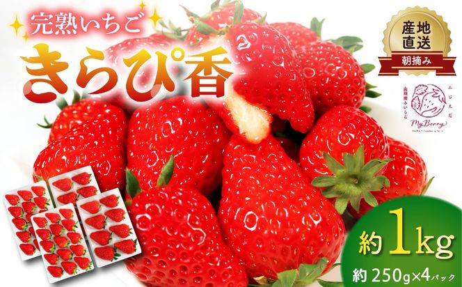 いちご きらぴ香 約1kg 約250g×4パック 朝どれ 完熟 苺 産地 直送 フレッシュ イチゴ 贈答 フルーツ 果物 国産 静岡県 藤枝市 ふるさと人気  【先行予約】 2027年3月～5月発送予定