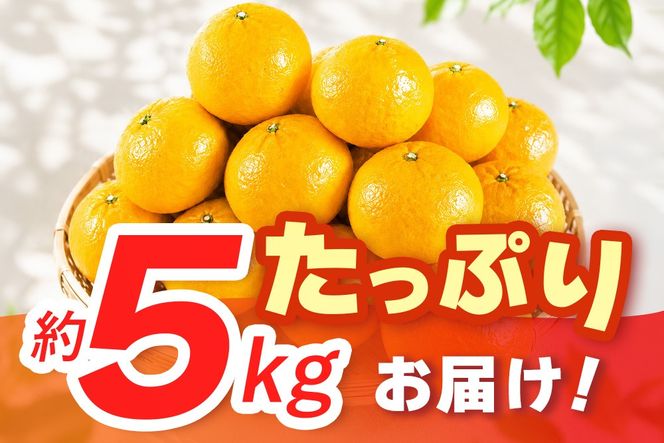 【2027年4月中旬より発送開始】甘夏 5kg【みかん 柑橘 フルーツ デザート】(H116143)