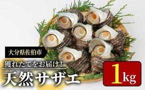 天然 サザエ (計1kg) 活サザエ 魚介 貝 活 活き つぼ焼き 壺焼き バーベキュー BBQ 獲れたて 魚介類 海鮮 おつまみ 魚貝 栄螺 冷蔵 大分県 佐伯市【AS153】【海べ】