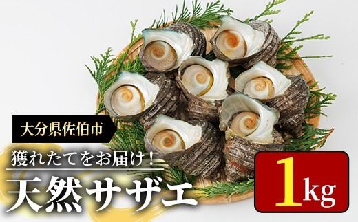 天然 サザエ (計1kg) 活サザエ 魚介 貝 活 活き つぼ焼き 壺焼き バーベキュー BBQ 獲れたて 魚介類 海鮮 おつまみ 魚貝 栄螺 冷蔵 大分県 佐伯市【AS153】【海べ】
