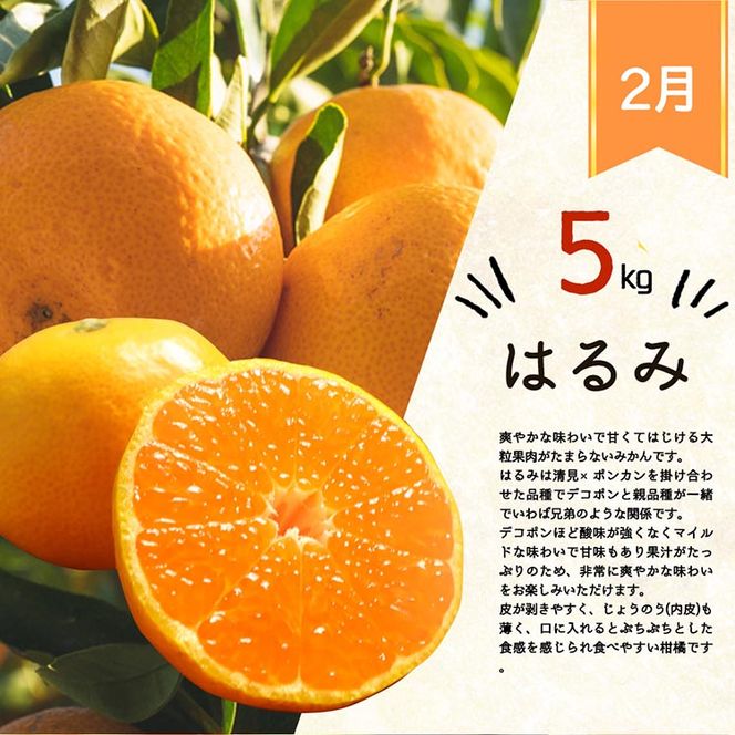 〈定期便〉【12・2・3月 全3回】紀州和歌山産旬の柑橘セット（田村みかん・はるみ・不知火） ※離島への配送不可
