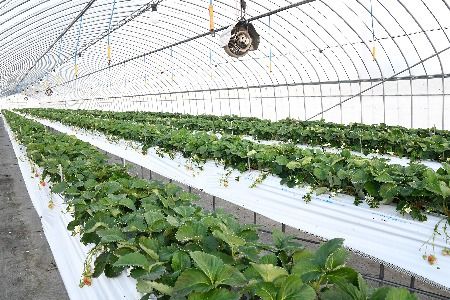 【R8年1月より発送 農家直送】【農家直送】さがほのか220g×4パック【いちご 苺 イチゴ 果物 フルーツ スイーツ デザート ふるさと納税】(H117102)