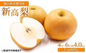梨 2026年 先行予約 新高梨 4玉～6玉 約4.0kg（1玉約800g）岡山県赤磐市産【配達不可：離島】 なし フルーツ 果物 ナシ 果物類 