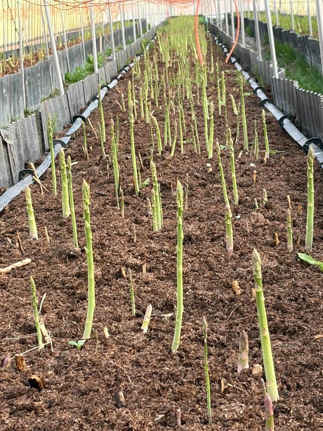 朝採り新鮮アスパラガス 500g【ミニサイズ】 | 野菜 アスパラガス グリーンアスパラ 旬 とれたて 春野菜 春 朝採り 朝採れ とれたて 新鮮 みずみずしい サラダ 甘い お取り寄せ 産地直送 冷蔵 岐阜県 瑞穂市