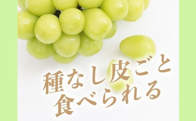 【2025年　先行予約】山梨県産　シャインマスカット1房（500g以上） GA004