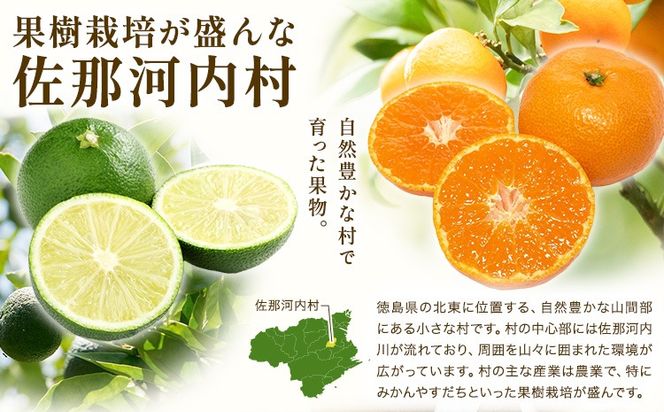 【CF】香りさわやか・甘さすっきり　佐那河内産キウイフルーツ　1箱(33玉入り)　《1月上旬-3月中旬頃発送》 配送不可地域あり ※離島 ---sanagouchi_hss_10_33k---