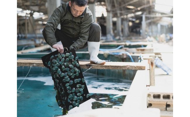 和歌山産煮アワビ 姿煮 【湯浅たまり醤油使用ぶどう山椒風味】 160g