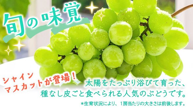 ＼選べる内容量・発送方法／ シャインマスカット 約1.3kg ～ 5kg （約2房～12房）単品（1回）・定期便（3回・6回）　　【定期2026年8月、単品9月より発送開始】（茨城県共通返礼品 [ぶどう]：結城市産） 葡萄 マスカット 旬 お取り寄せ フルーツ 種なし 皮ごと 甘い デザート