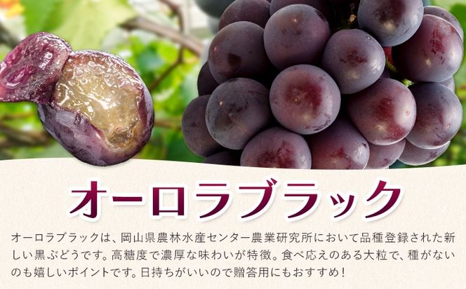 ぶどう オーロラブラック フルーツ 2房 (1房480g以上) 化粧箱入り 株式会社山博《2026年8月下旬-9月下旬頃出荷》岡山県 笠岡市 送料無料 ブドウ 大粒 種なし 種無 贈答 果物 旬 国産 岡山県産【配送不可地域あり】---Y-32---