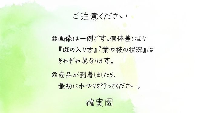 モンステラ 5号ポット 1点 家庭 で 園芸 鉢植え 苗 庭木 果樹 ガーデニング 植物 確実園 観葉植物 インテリア 植木鉢 [BG018us]