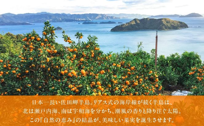 【先行予約】【数量限定】田縁農園の岬（はな）まどんな（生果）3kg （2026年11月25日より順次発送） IKTA003