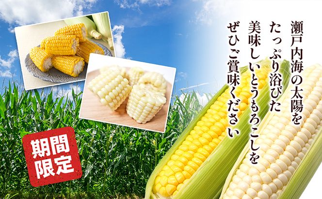 とうもろこし食べ比べセット　約5kg 野菜 野菜セット とうもろこし イエローコーン ホワイトコーン 詰合せ 