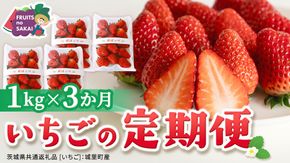 【定期便】いちご3ヶ月連続お届け便 （250g×4パック）×3回　【2027年1月から発送開始】（茨城県共通返礼品 [いちご]：城里町産） | 果物 フルーツ イチゴ 苺 白いちご とちおとめ 紅ほっぺ やよいひめ 定期便