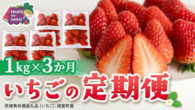 【定期便】いちご3ヶ月連続お届け便 （250g×4パック）×3回　【2027年1月から発送開始】（茨城県共通返礼品 [いちご]：城里町産） | 果物 フルーツ イチゴ 苺 白いちご とちおとめ 紅ほっぺ やよいひめ 定期便