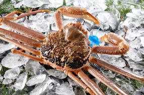 期間・数量限定 タグ付き 津居山産 松葉ガニ 1杯 / 活 700g～800g / 新鮮 松葉がに 松葉蟹 ズワイガニ ずわいがに かに カニ 蟹 冷蔵 海鮮 お取り寄せ グルメ 兵庫県 豊岡市 津居山漁港 但馬漁業協同組合