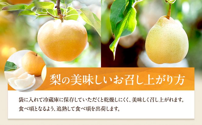 梨 2026年 先行予約 あたご梨・鴨梨（ヤーリー）詰合せ 合計約4kg あたご2～3玉 鴨梨3～7玉 贈答箱【11月下旬～12月中旬頃発送】 ナシ なし 岡山県産 国産 フルーツ 果物 ギフト 石原果樹園 