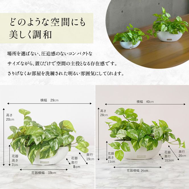 エミリオロバ　卓上プランツＡセット