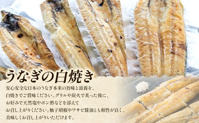 【10日程度で発送】贈答用 高知県産鰻の白焼き120～130ｇ3尾 刻み鰻50ｇ×5袋 蒲焼きのタレ5袋 天日塩20ｇ yw-0131