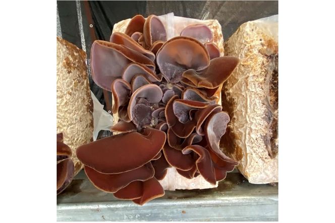 京都・久美浜産 高龍寺きくらげ 3パック入（乾燥キクラゲ）　OS00001