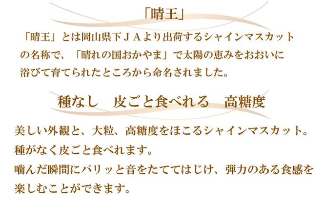 ぶどう 2026年 先行予約 シャイン マスカット 晴王 約600g×1房 ブドウ 葡萄  岡山県産 国産 フルーツ 果物 ギフト 種なし 大粒 美しい 弾力 高糖度 甘い 種なしぶどう 