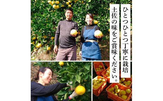 TKA040　先行予約 土佐の柑橘 土佐文旦 5kg 詰め合わせ （皮むき機）付き 文旦 5キロ ぶんたん 柑橘 高知県 高知 返礼品 故郷納税 16000円 果物 くだもの フルーツ お取り寄せ 美味しい おいしい ギフト プレゼント 贈答品 贈り物 お歳暮 御歳暮 熨斗 のし 常温