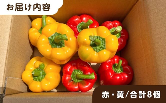 糸島産 肉厚 パプリカ 8個 福岡県 糸島市 / シーブ [AHC031] 野菜 やさい パプリカ ピーマン 肉厚 生 ピクルス マリネ 肉詰め