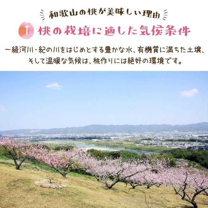 【先行予約】【夏の美味】フルーツ王国 和歌山の桃 約4kg 化粧箱入り | もも モモ 桃 国産 フルーツ 果物 果実 お取り寄せ ギフト デザート スイーツ 贈り物（fr-07）