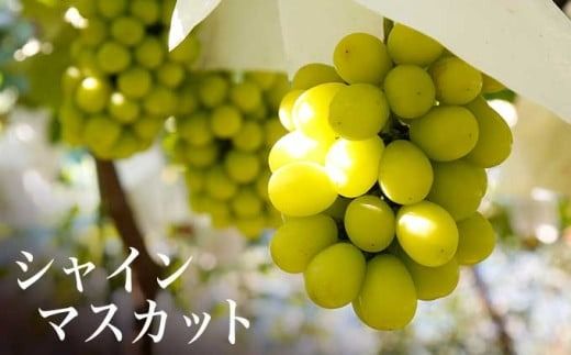 ぶどう3姉妹® シャインマスカット ＆ ナガノパープル ＆ クイーンルージュ® 詰合せ ［おぶせファーマーズ］ 果物 フルーツ くだもの ぶどう 葡萄 ブドウ クール便 冷蔵便 令和7年産 【2025年9月中旬〜10月下旬発送】 ［F-543］