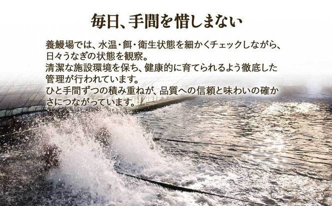 ふるさと納税限定　鹿児島県大崎町産 国産 うなぎ長蒲焼 3尾 計480g以上 | 鰻 うなぎ蒲焼き うな重 ひつまぶし ウナギ 蒲焼 人気 おすすめ 鹿児島 大隅半島 DU002　 464686_DU002