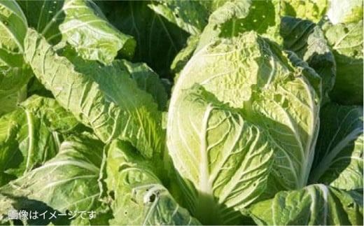 【全12回定期便】【 福岡県 糸島産 】 朝採れ 野菜 セット （ 12品 前後 ）《糸島》 【オーガニック ナガミツファーム】 	[AGE026]