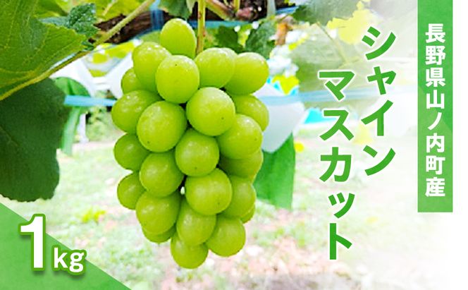 シャインマスカット1kg（2～3房）産地直送  ふるさと納税 果物 くだもの フルーツ ぶどう ブドウ 葡萄 信州 志賀高原麓 長野県山ノ内町産