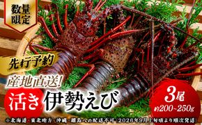 【先行予約】【数量限定】産地直送！活き伊勢えび 約200～250g×3尾 ※北海道・東北地方・沖縄・離島への配送不可（2026年9月上旬頃より順次発送） IKTJ009
