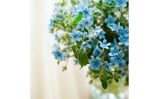 【CF-R7hbk】t180tmf　《12ヵ月定期便》 ブルースター 花束 初回花瓶付 定期便 定期コース 全12回 延命剤付き ラッピング 花びん 生花 花束 ブーケ 花 お花 可愛い キレイ おしゃれ 供花 お供え プレゼント
