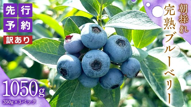 ≪先行予約≫【 訳あり 】 朝採れ 完熟 ブルーベリー 1050g ( 350g × 3パック ) 【 2026年 7月中旬頃より発送開始 】 ぶるーべりー フルーツ 果物 くだもの 新鮮 ベリー 小分け 朝どり 国産 生 規格外 不揃い