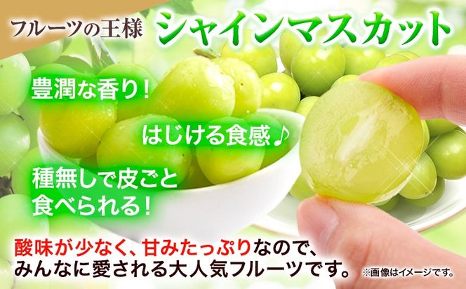 【先行予約】【2回定期便】食べ比べセット たたらみねらるシャインマスカット+瀬戸ジャイアンツ 各2房 2.6kg以上《2026年9月上旬-10月下旬頃出荷予定》岡山県 笠岡市 マスカット ぶどう ブドウ 葡萄 フルーツ 果物 たたらみねらる 食べ比べ セット 定期便---Y-07---