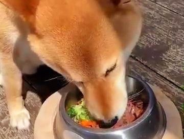 ペットの信州産りんごのドライサラダ5袋セット 犬 猫 動物 餌 おやつ 美味しい ご褒美 簡単 手作り ごはん ペットフード 食物繊維 