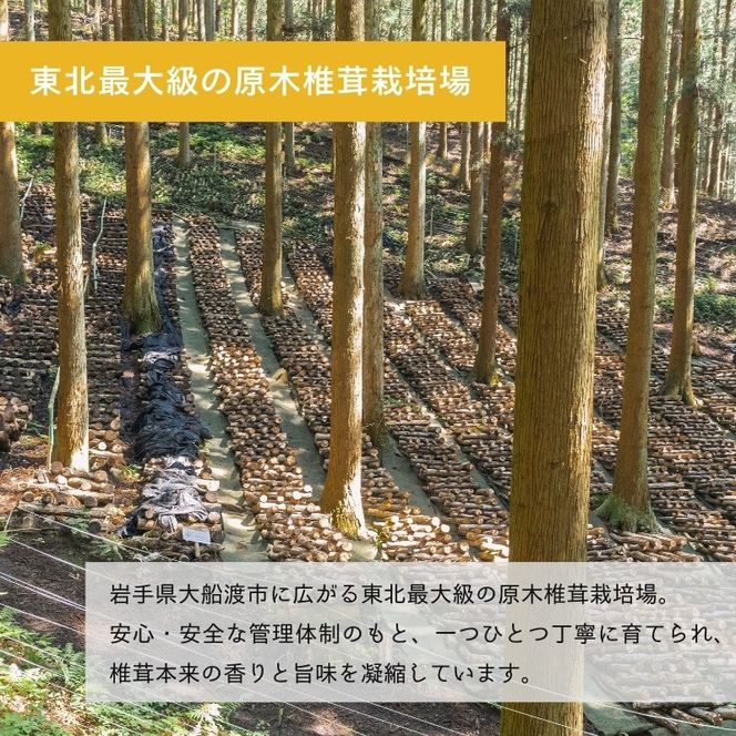 しいたけ 原木椎茸 200g (100g×2) 香信 こうしん 干し椎茸 しいたけ 椎茸 siitake きのこ 茸 大船渡市 岩手県 三陸 [56500216]	
