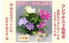 【先行予約】【長谷川園芸】クレマチス６寸３色咲き〔北浜×パストラーレ×ドクターラッペル〕１鉢 【母の日 ギフト プレゼント 贈答 花のある生活】(AT217)