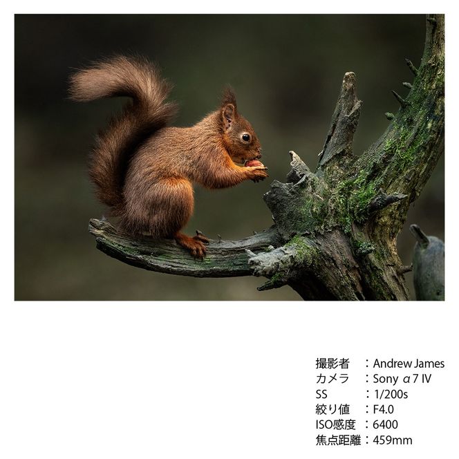 SIGMA 300-600mm F4 DG OS | Sports【Lマウント】超望遠 ズームレンズ ＊受注生産品