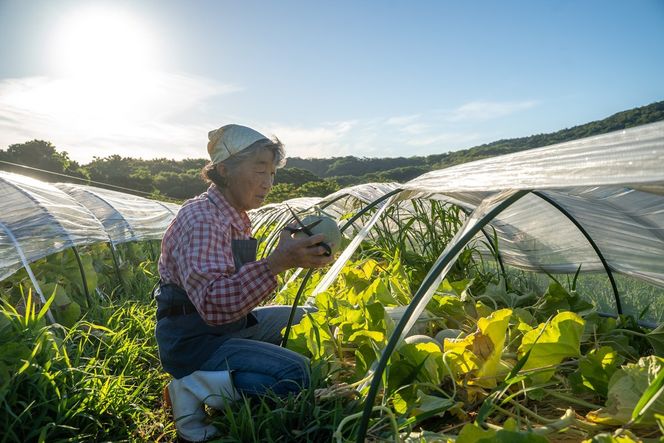 【先行予約】野木源の源喜メロン 2玉入り（2026年7月下旬～発送）　NO00017