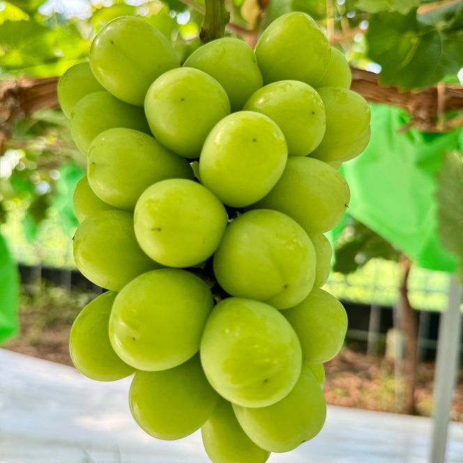 ぶどう 2026年 先行予約 ぶどう 話題の品種 富士の輝＆こだわりのシャインマスカット 贈答ランク 合計約1.4kg ブドウ 葡萄 岡山県産 国産 フルーツ 果物 ギフト 【 Nini farm 農家 直送 】