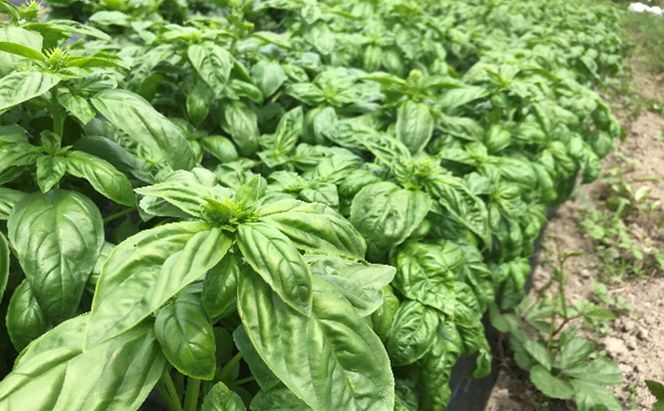 季節の野菜セット【栽培期間中　無農薬、無科学肥料】 野菜の詰め合わせ 旬の野菜 珍しい野菜 旬の食材 国産 日本産 おたのしみ 食べ物 食品 ベジタブル 春野菜 夏野菜 秋野菜 冬野菜 葉物 根菜 