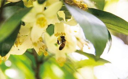 【全3回定期便】糸島 はちみつ 520g 糸島市 / ヴァンベールフーズ /百花 / 蜂蜜[AFJ005] 蜂蜜 はちみつ ハチミツ 国産 非加熱 無添加 紅茶 日本蜜蜂