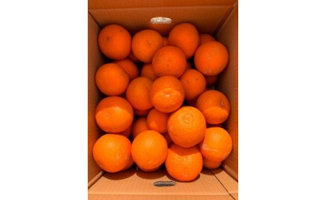 【ご家庭用訳アリ】紀州有田産清見オレンジ　7.5kg