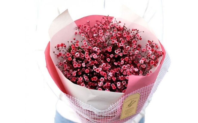 チェリーかすみの花束 かすみ草 カスミソウ 花束 花 誕生日 成人式 卒業祝い 初節句 ひな祭り バレンタイン お返し 結婚 ウエディング 送別 祝い プレゼント 結婚祝い お礼 花束 赤いかすみ草 チェリー レッド 生花ドライフラワーにも 送料無料 お母さん 記念日 272230_BG110