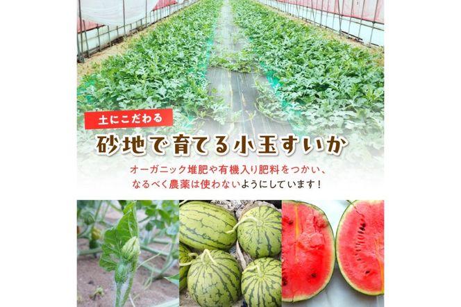 【先行予約／数量限定100】にしまるスイカ 訳あり 1玉入り（露地栽培）（2025年7月中旬から発送）　FR00014