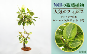 沖縄の観葉植物 人気のフィカス アルテシマ8号　シュエット鉢ポット